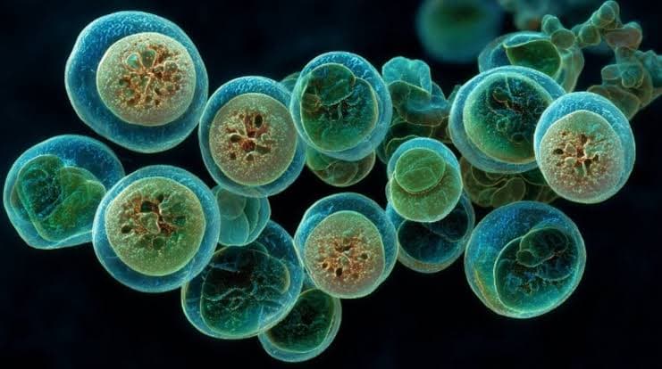 Cyclospora 2026 : ce que l’alerte américaine révèle sur la traçabilité alimentaire et le ROI